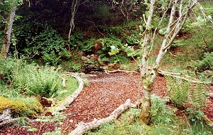 Area beside the old well
